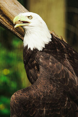 Bald Eagle Perch