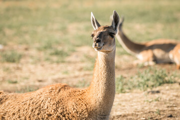 beige or brown llama, lama glama, looking to its habitat in a natural park