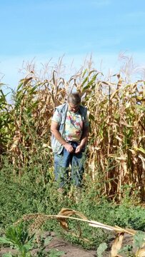 Senior man in casual clothes urinates, standing rear near field of ripened corn. Then he turns, fastens his fly and leaves. Overall plan.