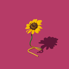 Flower with shadow on pink background. minimalist concept