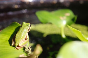 水草の上のニホンアマガエル 