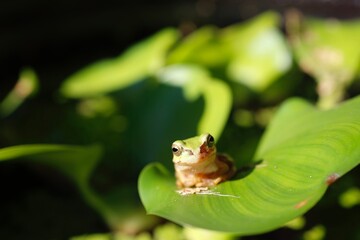 水草の上のニホンアマガエル 