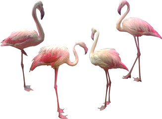 four pink flamingo group isolated on white