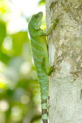 Chinese water dragon