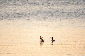 Two Great Crested Grebes swim in the lake