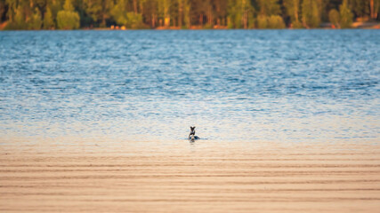 Fototapeta na wymiar Great Crested Grebe swimming in the calm lake