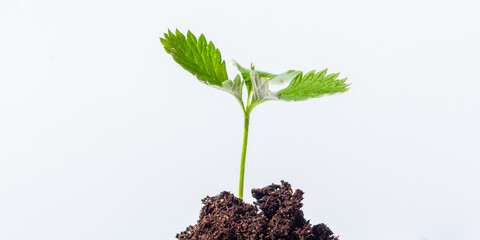 Plant growing and white background.