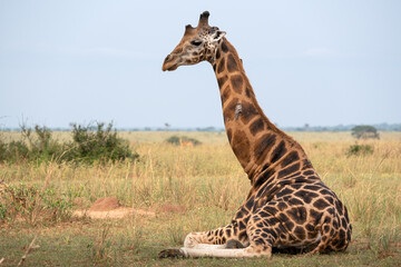 Baringo Giraffe, Giraffa camelopardalis