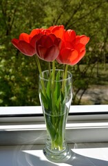 red tulips in vase