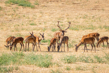 alpha male of red deer, Cervus elaphus, tending his herd