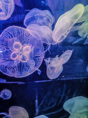 Moon Jellyfish fish in the aquarium