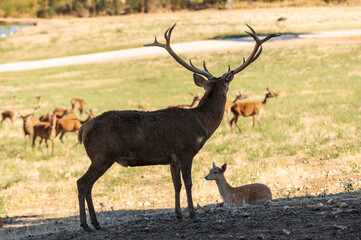 alpha male of red deer, Cervus elaphus, tending his herd