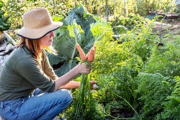 Young female farmer harvesting crop of ripe carrot at farm. Concept of farming, growing natural nutrition by its own. Real working process at the garden.