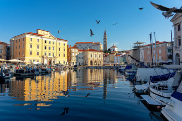 Piran harbour with seagulls flaying around as the fishing boats came back in the morning