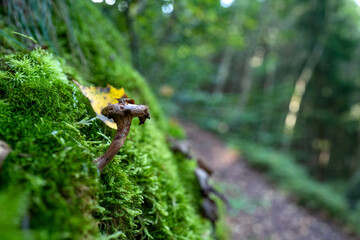 Lauchagrund bei Bad Tabarz im Thüringer Wald