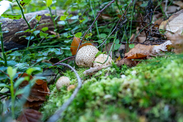 Lauchagrund bei Bad Tabarz im Thüringer Wald