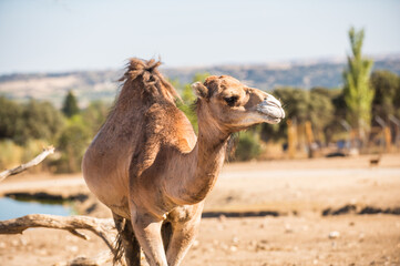 portrait of a dromedary or arabian camel, Camelus dromedarius, taking a look around - obrazy, fototapety, plakaty