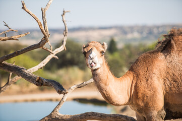 portrait of a dromedary or arabian camel, Camelus dromedarius, taking a look around