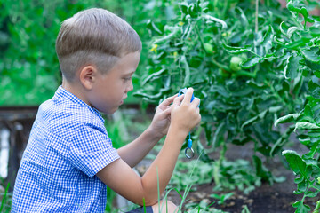 A cute preschooler boy with a neat haircut in a blue shirt takes pictures of green plants in a...