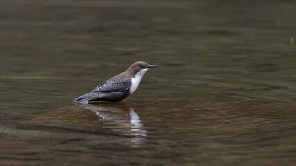 bird, natur, möve, wasser, wild lebende tiere, tier,