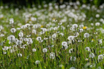 Dandelion with a white seeds on the lawn
