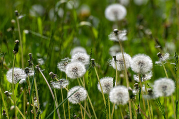 Dandelion with a white seeds on the lawn
