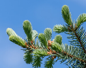 Spruce branch with young needles against the blue sky