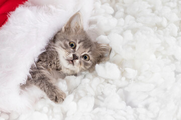 Christmas cat card. Kitten looks out at the camera with place for text on a snow