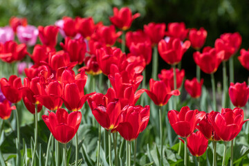 Many varietal red tulips on the flowerbed