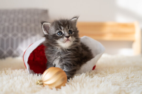 Gray Maine Coon Kitten Sit On The Bed