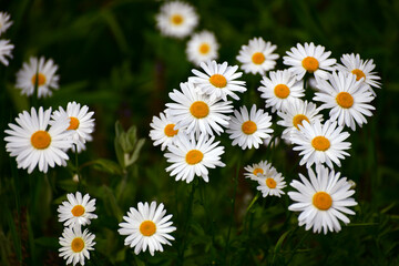 Fototapeta premium Beautiful large daisies with a white petals