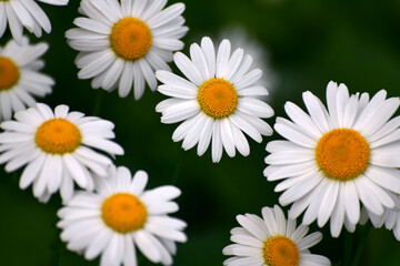 Beautiful large daisies with a white petals