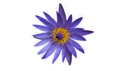 purple lotus on a white background