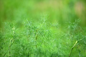 Young green dill grow in a garden bed