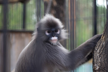 Sad black monkey in the zoo, animals in captivity. chimpanzees in a cage. business tourism