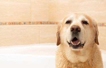 Portrait of a smiling wet labrador retriever in the bathroom after washing looking at camera. Copy space.