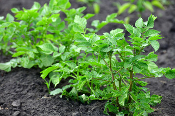 Young green potato grow in a garden bed