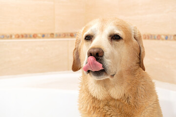 Wet labrador retriever licking his lips in the bathroom after washing. Copy space.