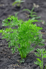 The Young dill tops in the garden