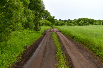 The Dirt road in summer in Russia