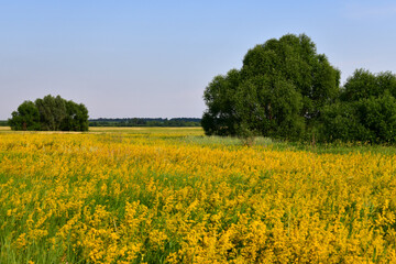 Glade with flowering yellow bedstraw and trees, Russia