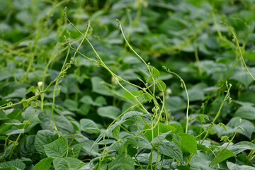 Young flowering beans in the garden bed