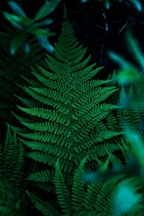 Perfect natural fern leaves in a dark and moody feel. Vertical background pattern, great for decorations.