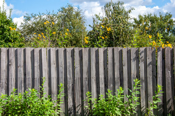 The Unpainted wooden fence in the garden