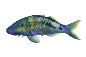 Tropical coral fish Longbarbel goatfish  isolated on white background