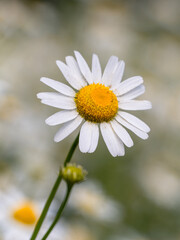 Fototapeta premium daisies in a field