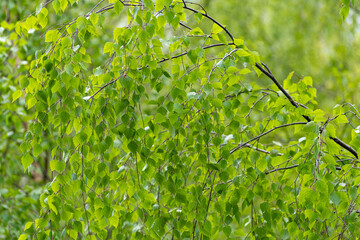 Birch twig with an young spring leaves