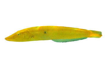 Tropical coral fish Cigar wrasse  isolated on white background