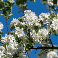 The Apple tree with white flowers in spring