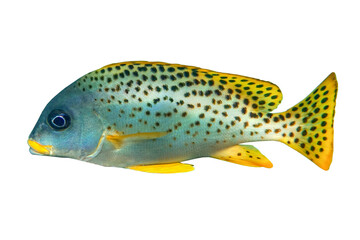 Tropical coral fish Blackspotted  sweetlips, rubberlip isolated on white background